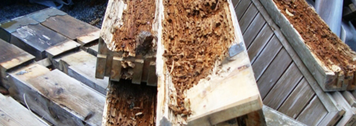 できること3 シロアリ対策